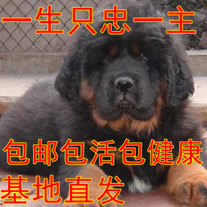 朵蔓巨型藏獒幼犬便宜狗狗活物真狗幼崽藏獒狮王幼犬宠物活物小老虎 极品混血藏獒犬（铁包金） 两个月驱虫疫苗齐全  公