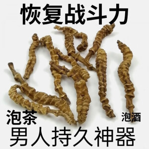 【回春草】顶天柱不老草硬的快云南野生泡茶泡酒料配起阳草 野生顶天柱500克