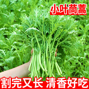 农点赞小叶茼蒿种子大叶火锅菜皇帝菜一年四季阳台庭院易种蔬菜种子大全 小叶茼蒿/10克约3900粒