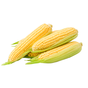 佳农宝菜山东带皮鲜水果玉米单根300g+净重4.6斤4-7根源头直发