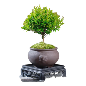 【限时秒杀】小叶赤楠盆景植物办公花卉基地直销批发绿植盆栽室内 赤楠+祥狮报喜盆+苔藓+方底座