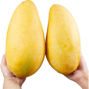 京鲜生云南凯特 净重8斤装 单果600g+ 新鲜芒果水果 源头直发包邮