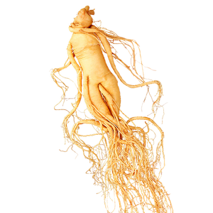 长白山人参鲜人参泡酒材料约5年鲜粮食酒密封保鲜参泡酒煲汤送长辈1支装