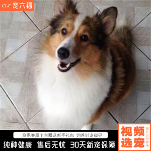 宠六福纯种苏格兰牧羊犬幼犬宠物狗狗活物师苏牧犬喜乐蒂犬幼崽 赛级 公