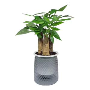发财树盆栽大植物室内办公室桌面客厅小盆景招财树苗绿植花卉盆栽 三杆发财树 5-8cm【繁星吸水盆】 【送肥料】