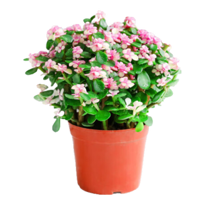 盆栽水培多肉植物室内花卉办公老桩绿植净化好养肉肉盆景 小金枝玉叶(丛生多枝)原盆 含盆
