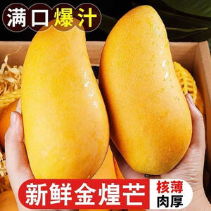 大金煌芒果 软糯香甜可口整箱热带台农水果时令半价生鲜 4.5-5斤(300g+)