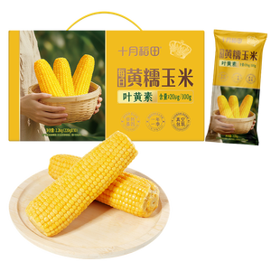 十月稻田 黄甜糯玉米 10根 4.4斤 东北甜黏玉米棒 早餐 杂粮礼盒
