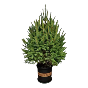 文竹盆栽绿植花卉盆景植物室内客厅水培文松云竹文竹大苗四季常青 文竹【1颗】原盆原土球发货 高度15-25cm