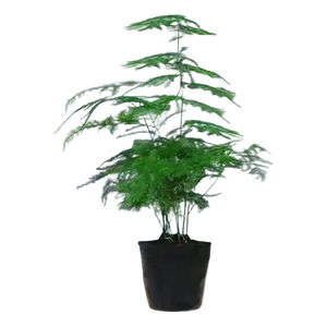 文竹盆栽绿植花卉盆景植物室内客厅水培文松云竹文竹大苗四季常青 小文竹【3棵性价比高】原土球发货 高度15-25cm