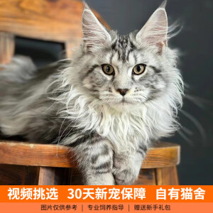 伊宠纯种缅因猫幼猫小猫咪宠物猫咪活体幼崽 血统级 母