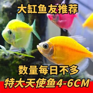 【顺丰直达】稀少大号4-6CM彩色天使鱼群游观赏鱼淡水活体小型鱼 12条特大【6条三彩+6条虎斑】 【含2条备损鱼】除备损鱼运损赔