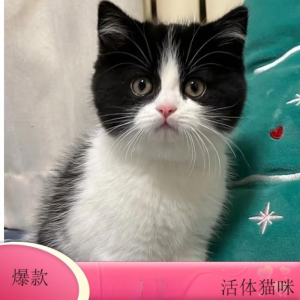 猫咪活物小猫活体中华田园猫宠物猫蓝白猫幼崽狸猫花猫奶牛猫橘猫 奶牛猫 公 x 一般品相(2-3个月左右)疫苗一针