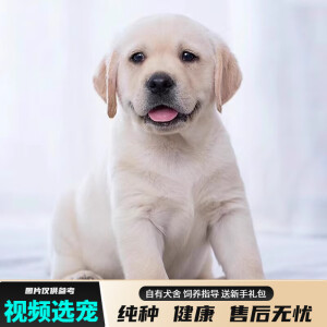 宠六福纯种拉布拉多幼犬宠物狗狗活体小狗活物幼崽 宠物级 公