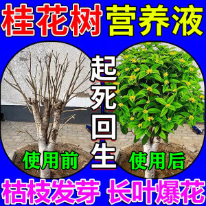 青本桂花树营养液吊针液专用肥料土植物复活液催花促花防黄叶干叶焦尖 一瓶装【500ml】稀释50倍