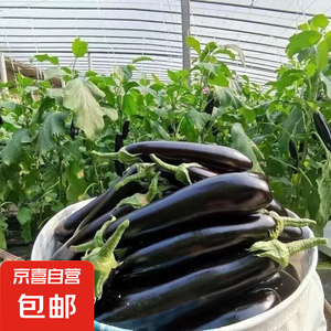 【京东快递】现摘现发新鲜绿把黑茄新鲜蔬菜生鲜 绿把茄子 3斤 净重
