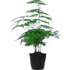 文竹盆栽绿植花卉盆景植物室内客厅水培文松云竹文竹大苗四季常青 小文竹【1颗】原盆原土球发货 高度15-25cm