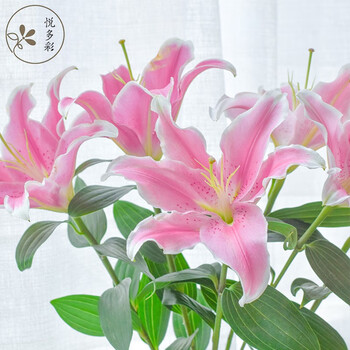 悦多彩ab级优质香水百合家庭办公室各色生活鲜花昆明基地现采直发粉色