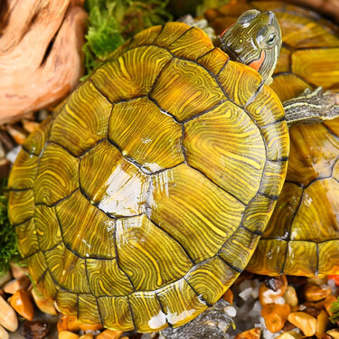 龟真寿 黄金巴西龟活物 乌龟活体宠物龟招财龟情侣龟长寿红耳龟水龟 1
