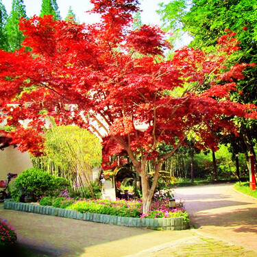 致荟树 红枫树苗风景花苗常绿室外绿化植物日本红枫别墅庭院办公室