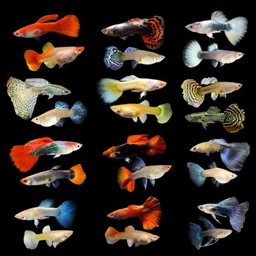 鱼多趣 孔雀鱼  随机孔雀6条 送1条备损  小型淡水卵胎生鱼热带鱼活体