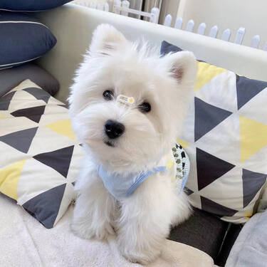 深圳犬舍-西高地幼犬 西高地白梗犬西高地犬纯种宠物狗狗高品质幼犬幼