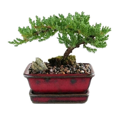 首页 商品分类 家居家装 鲜花园艺 鲜花绿植 盆栽 花沃里 多重瓣矮