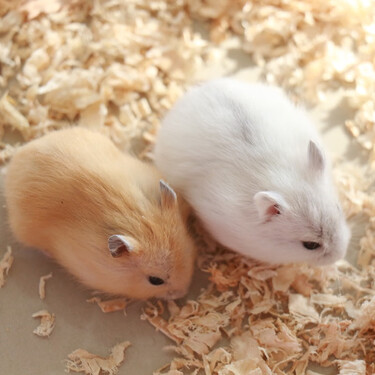 麦叮卡 宠物仓鼠活物小仓鼠幼崽活体情侣一对仓鼠宝宝金丝熊活的小