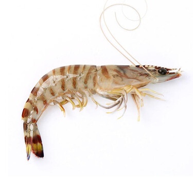 【活鲜】御鲜之王 鲜活大连鲍鱼海鲜水产 烧烤食材 鲍鱼 500g 8-10只