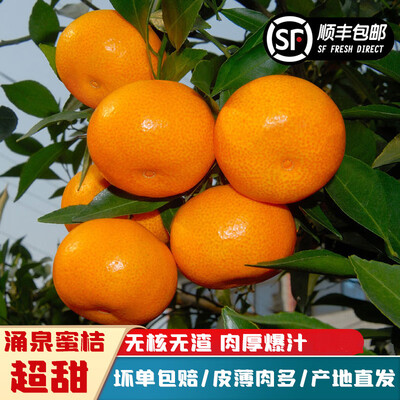 台州临海岩头峰无核蜜桔(浙江临海涌泉镇蜜桔)