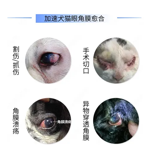闪粹角膜腐骨修复凝胶眼药水宠物狗狗猫咪角膜炎溃疡干眼症美国SentrX滴眼液 SentrX闪粹角膜腐骨修复凝胶 3ml*1瓶 图片 4