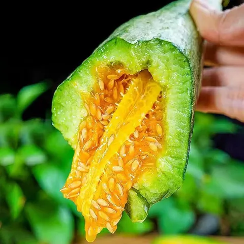 京鲜生 山东羊角蜜甜瓜 净重4.5斤起 单果300g+ 源头直发包邮 图片 5