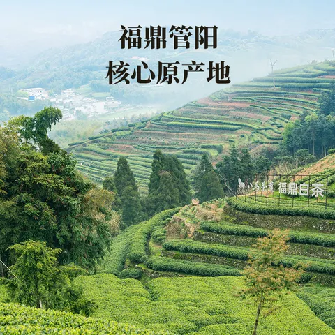 八马茶业 福鼎白茶寿眉/景迈山普洱熟茶 便携小圆饼 茶叶自己喝 端午送礼 【2017年白茶寿眉】100g*2盒 图片 4