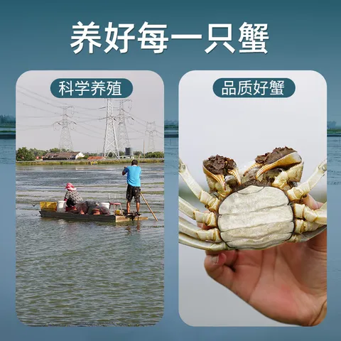【活蟹】鱻谣大闸蟹全母2.5-2.8两4对8只去绳足重鲜活螃蟹现货生鲜蟹礼盒兴化 中秋送礼 图片 7