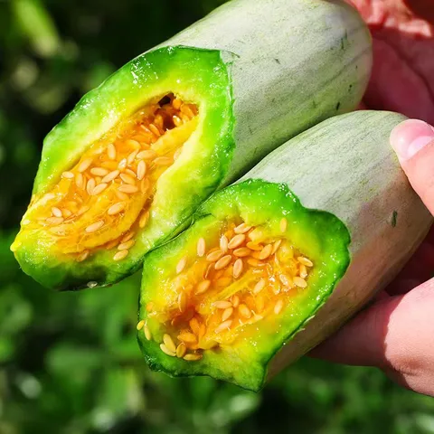 京鲜生 山东羊角蜜甜瓜 净重4.5斤起 单果300g+ 源头直发包邮 图片 2