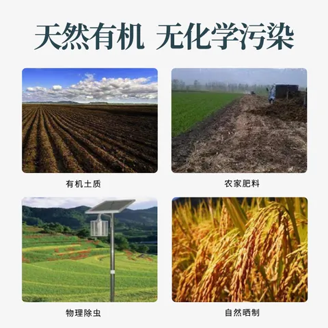 稻可道【新国标 特等五常大米】有机五常大米300g装 原粮稻花香2号 图片 4