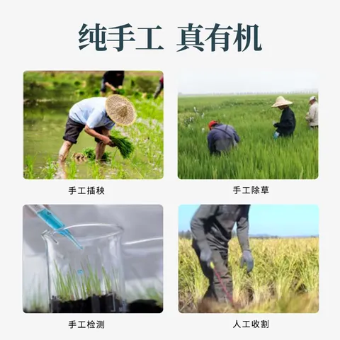 稻可道【新国标 特等五常大米】有机五常大米300g装 原粮稻花香2号 图片 5