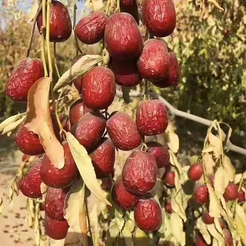 春江月新疆若羌灰枣免洗红枣一级灰枣即食大红枣干片煲汤枣茶孕妇零食 新疆灰枣【500g*1袋】甜入心底自然红润 图片 7