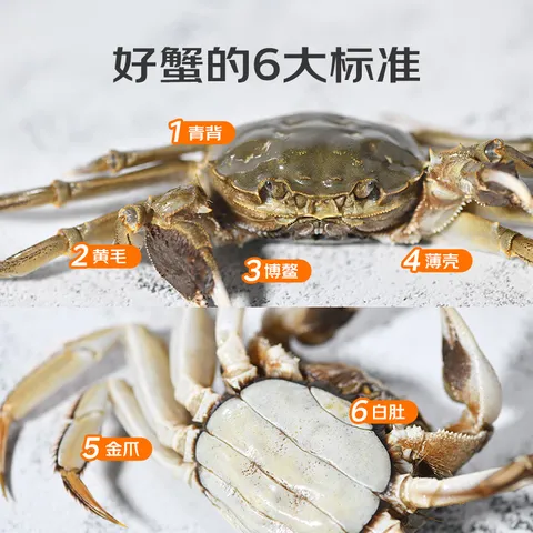 【活蟹】蟹叁钳庄 全母大闸蟹 去绳足重2.3-2.6两 6只鲜活现货螃蟹中秋礼盒 图片 3