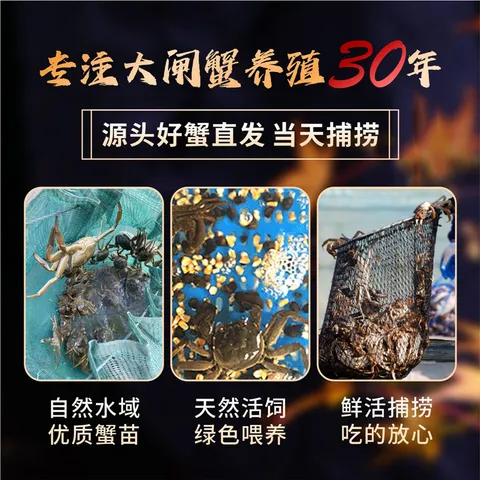 【活蟹】湖鲜阳澄 大闸蟹 去绳足重 全母蟹2.3-2.6两 8只 鲜活超大螃蟹中秋国庆礼盒装 图片 4