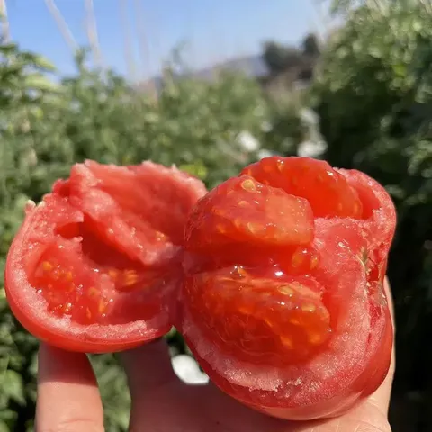 【东东买菜】攀枝花露天沙瓤西红柿新鲜水果蔬菜番茄酸甜 带箱2斤重单果80g起 2斤 图片 3