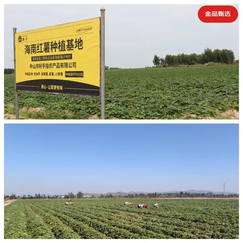 京地达海南板栗薯红薯 糖心番薯 净重4.5斤（2-6两/个）源头直发包邮 图片 2