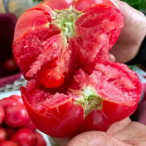 【东东买菜】攀枝花露天沙瓤西红柿新鲜水果蔬菜番茄酸甜 带箱2斤重单果80g起 2斤 图片 2