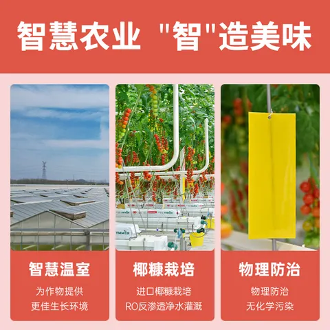 京鲜生&柿一家 串收樱桃番茄玲珑串净重1.5kg 小西红柿中秋礼盒源头直发 图片 4