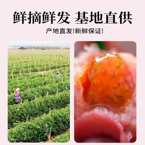 【新鲜夏柿】现摘山东普罗旺斯沙瓤口感西红柿生吃水果番茄包邮 5斤普罗旺斯西红柿 4.5斤 净重 中大果（单果125g+） 口感西红柿【自然成熟】 图片 5