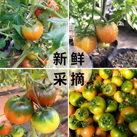 京鲜生 丹东碱地铁皮西红柿净重3斤单果50g+ 酸甜草莓番茄水果源头直发 图片 8