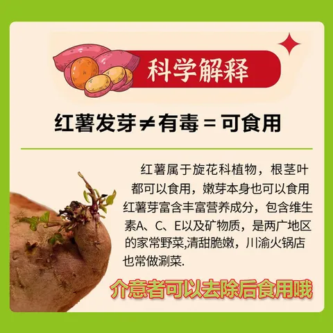 京地达海南板栗薯红薯 糖心番薯 净重4.5斤（2-6两/个）源头直发包邮 图片 3