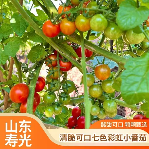 京鲜生 彩虹爆汁小番茄净重3斤(5-7种)水果圣女果千禧源头直发 图片 5