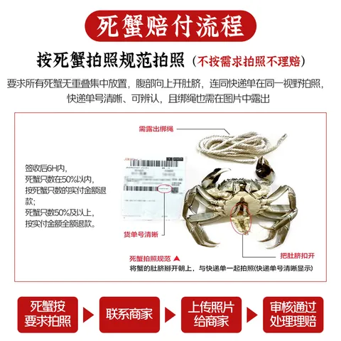 【活蟹】江问鱼 大闸蟹全母2.5两-2.8两 8只装 鲜活螃蟹生鲜中秋礼盒过节送礼 图片 9