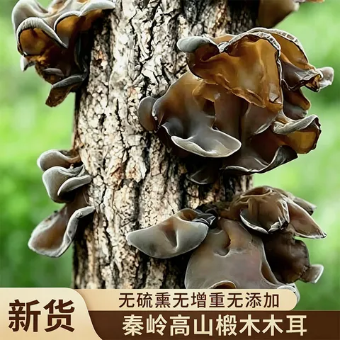 菌裕 黑木耳 500g